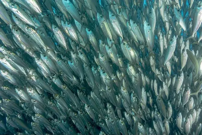 Framed Print : A dense school of Trachurus murphyi fish swarms over vivid coral reefs in Bonaire Framed Print : A dense school of Trachurus murphyi fish swarms over vivid coral reefs in Bonaire