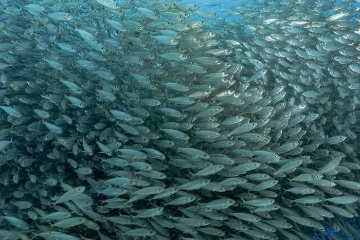 Framed Print : A dense school of Trachurus murphyi fish swarms over vivid coral reefs in Bonaire Framed Print : A dense school of Trachurus murphyi fish swarms over vivid coral reefs in Bonaire