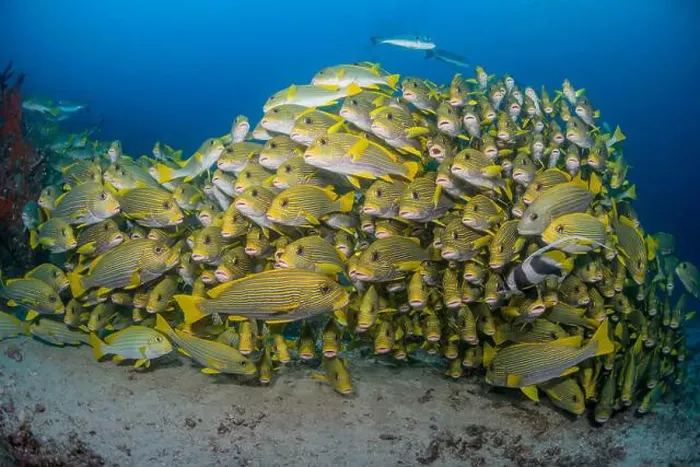 Framed Print : Densely packed school of ribbon sweetlips (Plectorhinchus polytaenia), Raja Ampat, Indonesia