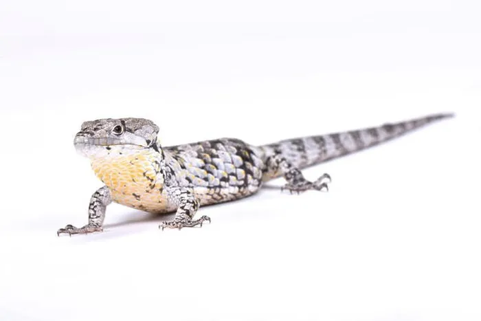 Framed Print : Deppe's Arboreal Alligator (Abronia deppii) Framed Print : Deppe's Arboreal Alligator (Abronia deppii)