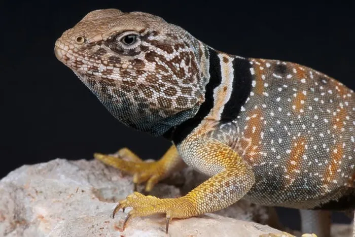 Framed Print : Desert collared lizard / Crotaphytus bicinctores Framed Print : Desert collared lizard / Crotaphytus bicinctores