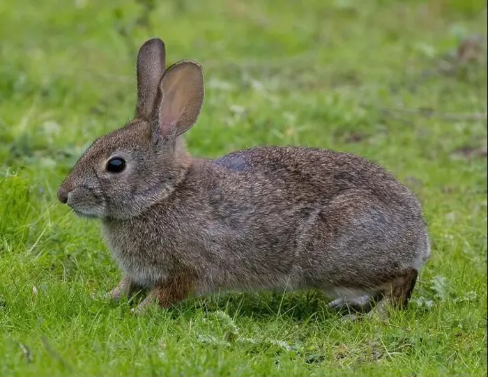 Framed Print : Desert Cottontail Rabbit in grassy field. Arastradero Preserve, Santa Clara County, California, USA Framed Print : Desert Cottontail Rabbit in grassy field. Arastradero Preserve, Santa Clara County, California, USA