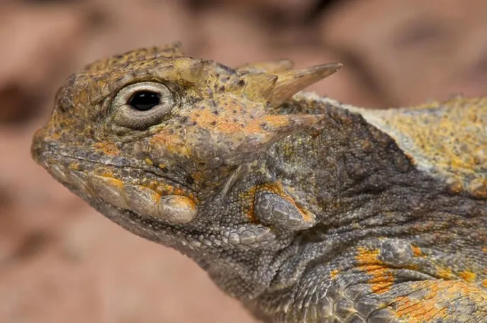 Framed Print : Desert horned lizard (Phrynosoma platyrhinos) Framed Print : Desert horned lizard (Phrynosoma platyrhinos)