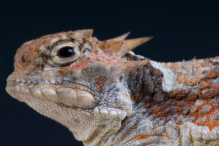 Framed Print : Desert horned lizard / Phrynosoma platyrhinos Framed Print : Desert horned lizard / Phrynosoma platyrhinos