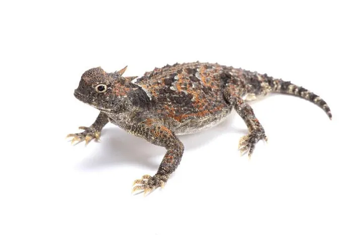 Framed Print : desert horned lizard (Phrynosoma platyrhinos) Framed Print : desert horned lizard (Phrynosoma platyrhinos)