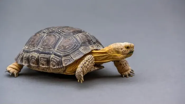 Framed Print : A Desert Tortoise in Tucson, Arizona Framed Print : A Desert Tortoise in Tucson, Arizona