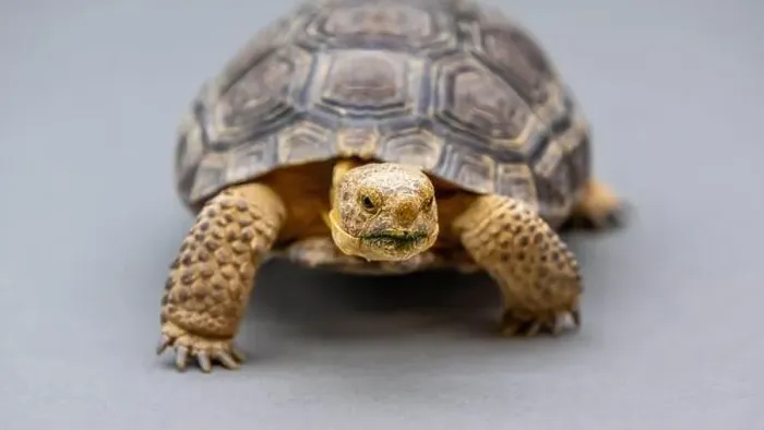 Framed Print : A Desert Tortoise in Tucson, Arizona Framed Print : A Desert Tortoise in Tucson, Arizona