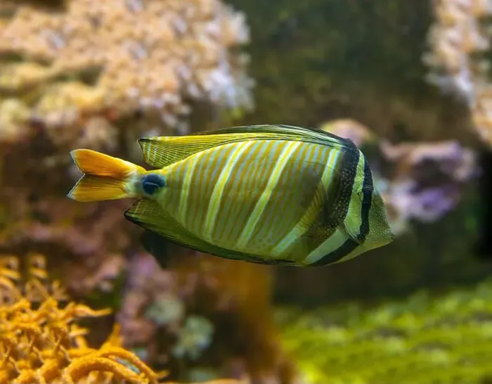 Framed Print : Desjardin´s Sailfin Tang Zebrasoma desjardinii, swimming Framed Print : Desjardin´s Sailfin Tang Zebrasoma desjardinii, swimming