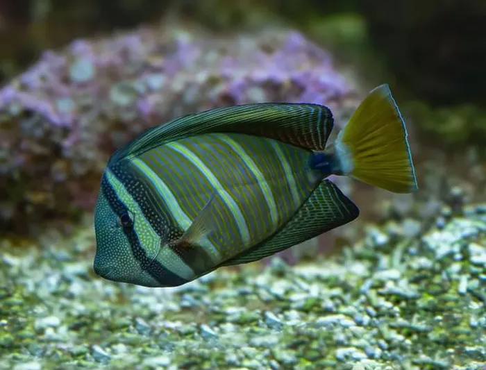 Framed Print : Desjardin´s Sailfin Tang Zebrasoma desjardinii, swimming