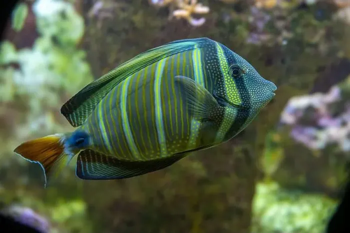Framed Print : Desjardin´s Sailfin Tang Zebrasoma desjardinii, swimming Framed Print : Desjardin´s Sailfin Tang Zebrasoma desjardinii, swimming