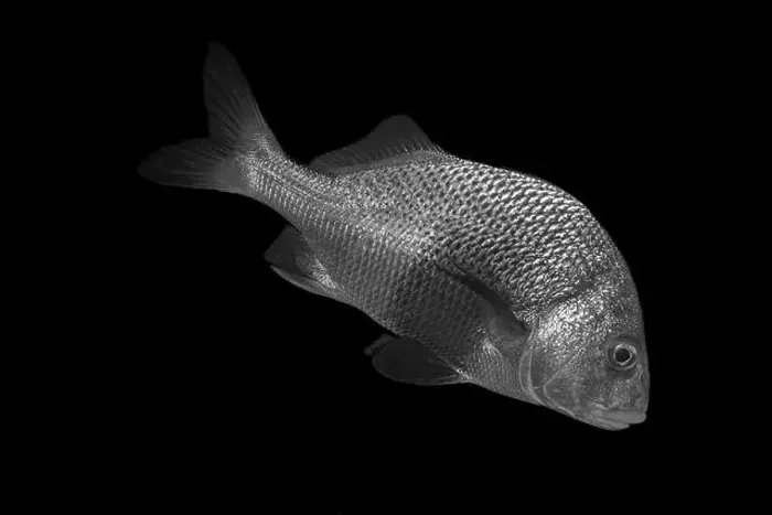 Framed Print : A detailed black and white image of a fish on a dark background Framed Print : A detailed black and white image of a fish on a dark background