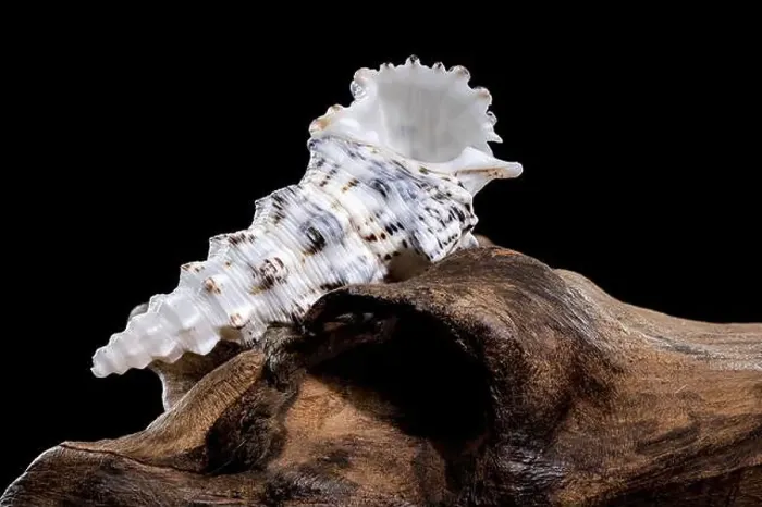 Framed Print : Detailed close-up of a Cerithium nodulosum shell with textured patterns Framed Print : Detailed close-up of a Cerithium nodulosum shell with textured patterns