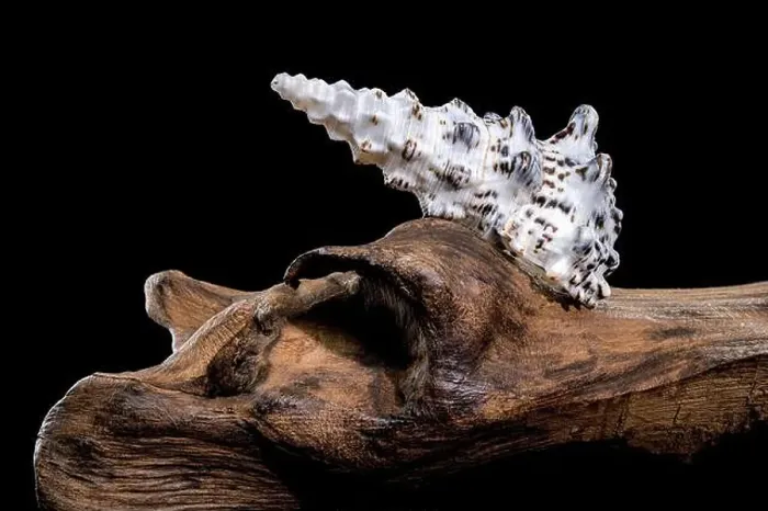 Framed Print : Detailed close-up of a Cerithium nodulosum shell with textured patterns Framed Print : Detailed close-up of a Cerithium nodulosum shell with textured patterns