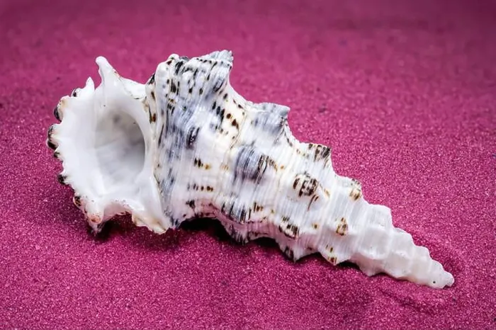 Framed Print : Detailed close-up of a Cerithium nodulosum shell with textured patterns, placed on a red sand background Framed Print : Detailed close-up of a Cerithium nodulosum shell with textured patterns, placed on a red sand background