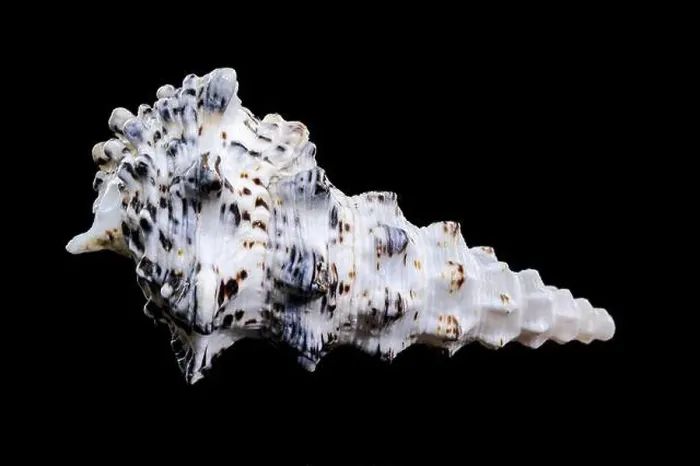 Framed Print : Detailed close-up of a Cerithium nodulosum shell with textured patterns, placed on a black background