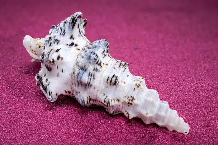 Framed Print : Detailed close-up of a Cerithium nodulosum shell with textured patterns, placed on a red sand background