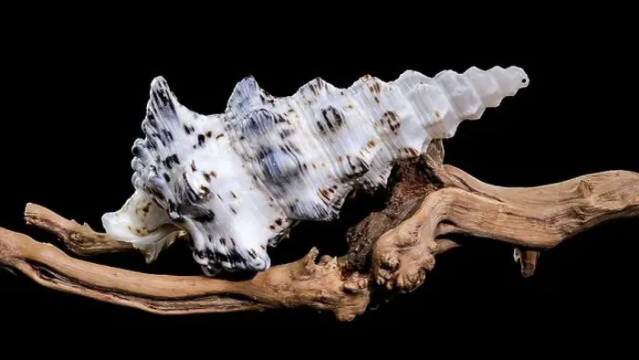 Framed Print : Detailed close-up of a Cerithium nodulosum shell with textured patterns Framed Print : Detailed close-up of a Cerithium nodulosum shell with textured patterns