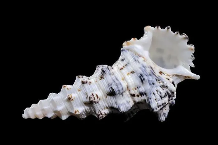 Framed Print : Detailed close-up of a Cerithium nodulosum shell with textured patterns, placed on a black background