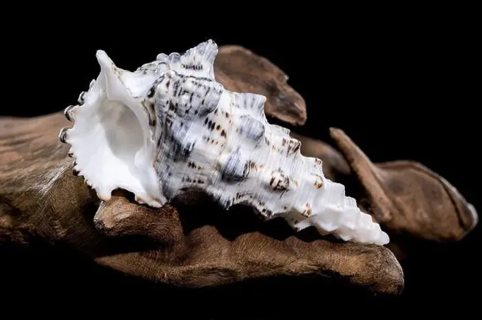 Framed Print : Detailed close-up of a Cerithium nodulosum shell with textured patterns Framed Print : Detailed close-up of a Cerithium nodulosum shell with textured patterns