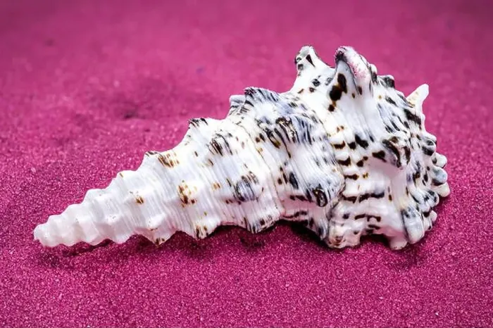 Framed Print : Detailed close-up of a Cerithium nodulosum shell with textured patterns, placed on a red sand background