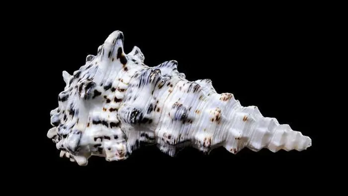 Framed Print : Detailed close-up of a Cerithium nodulosum shell with textured patterns, placed on a black background