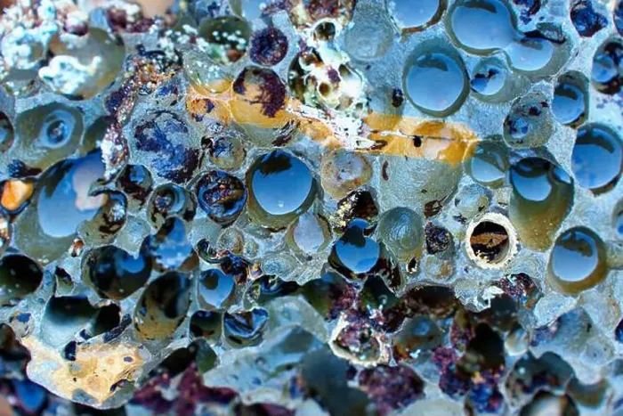 Framed Print : Detailed close-up of marine life and colorful textures in tide pools at Palos Verdes Framed Print : Detailed close-up of marine life and colorful textures in tide pools at Palos Verdes