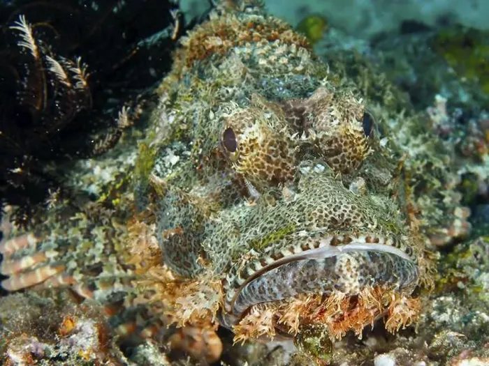 Framed Print : Detailed close-up of a Papuan scorpionfish (Scorpaenopsis papuensis) blending perfectly into the seabed Framed Print : Detailed close-up of a Papuan scorpionfish (Scorpaenopsis papuensis) blending perfectly into the seabed