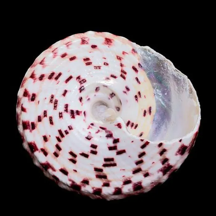 Framed Print : Detailed close-up photograph of a Trochus subincarnatus shell Framed Print : Detailed close-up photograph of a Trochus subincarnatus shell