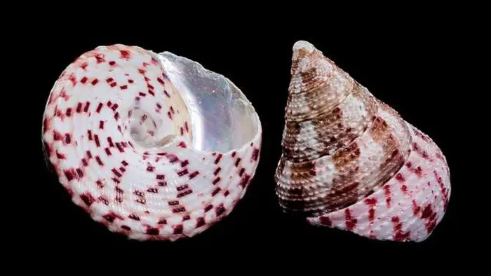 Framed Print : Detailed close-up photograph of a Trochus subincarnatus shell Framed Print : Detailed close-up photograph of a Trochus subincarnatus shell
