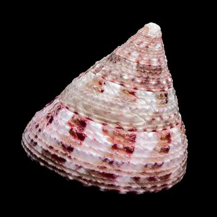 Framed Print : Detailed close-up photograph of a Trochus subincarnatus shell Framed Print : Detailed close-up photograph of a Trochus subincarnatus shell