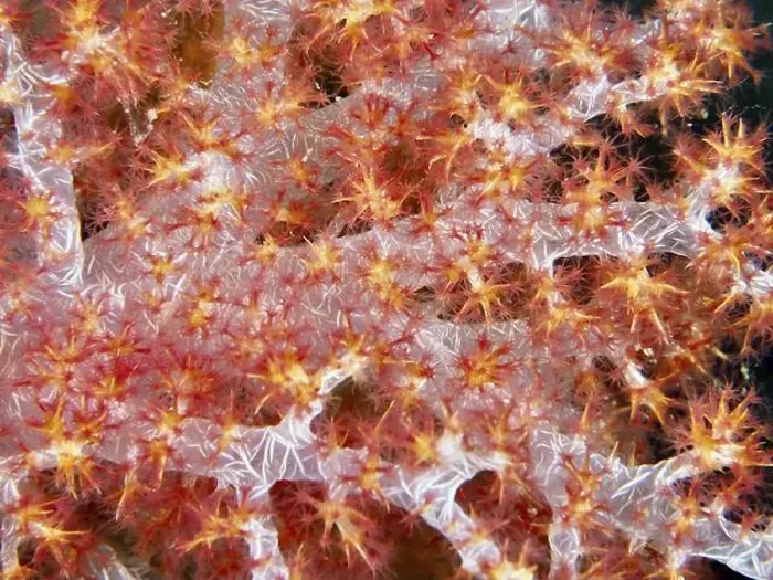 Framed Print : Detailed close-up of a red tree coral (Dendronephthya) with fine texture
