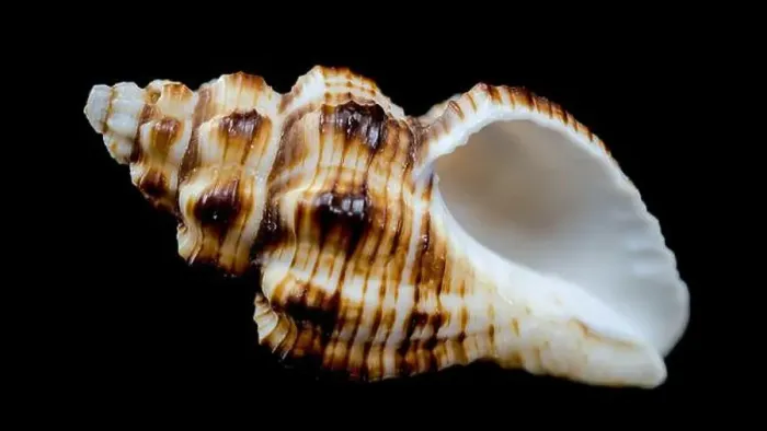 Framed Print : A detailed close-up of a striped conch seashell with intricate patterns and a glossy surface Framed Print : A detailed close-up of a striped conch seashell with intricate patterns and a glossy surface