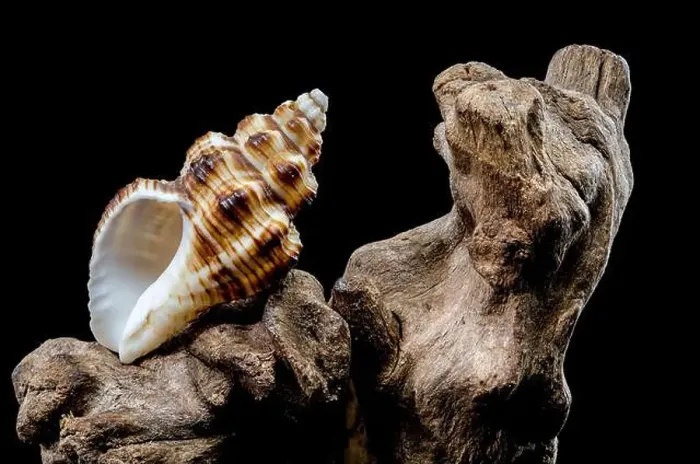 Framed Print : A detailed close-up of a striped seashell resting on rough driftwood Framed Print : A detailed close-up of a striped seashell resting on rough driftwood