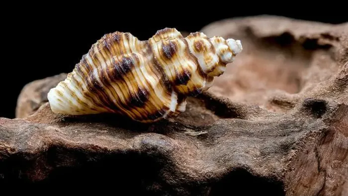 Framed Print : A detailed close-up of a striped seashell resting on rough driftwood Framed Print : A detailed close-up of a striped seashell resting on rough driftwood