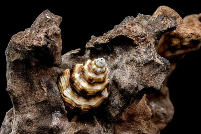 Framed Print : A detailed close-up of a striped seashell resting on rough driftwood Framed Print : A detailed close-up of a striped seashell resting on rough driftwood