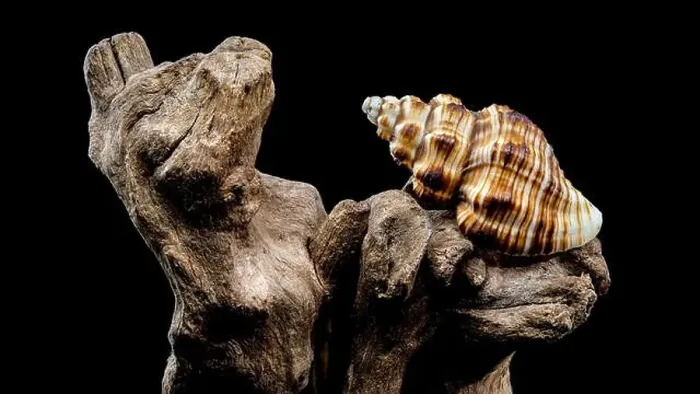 Framed Print : A detailed close-up of a striped seashell resting on rough driftwood Framed Print : A detailed close-up of a striped seashell resting on rough driftwood