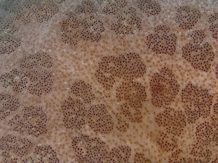Framed Print : Detailed close-up of the structured surface of a starfish