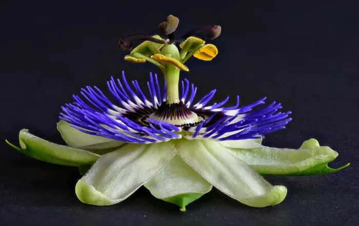 Framed Print : Detailed colorful flower macro of a single isolated blooming passion flower on black paper background seen from Framed Print : Detailed colorful flower macro of a single isolated blooming passion flower on black paper background seen from