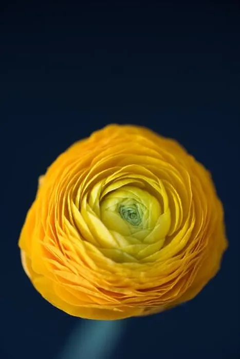 Framed Print : Detailed fine art still life color macro flower top view portrait of an isolated single orange yellow green blooming Framed Print : Detailed fine art still life color macro flower top view portrait of an isolated single orange yellow green blooming