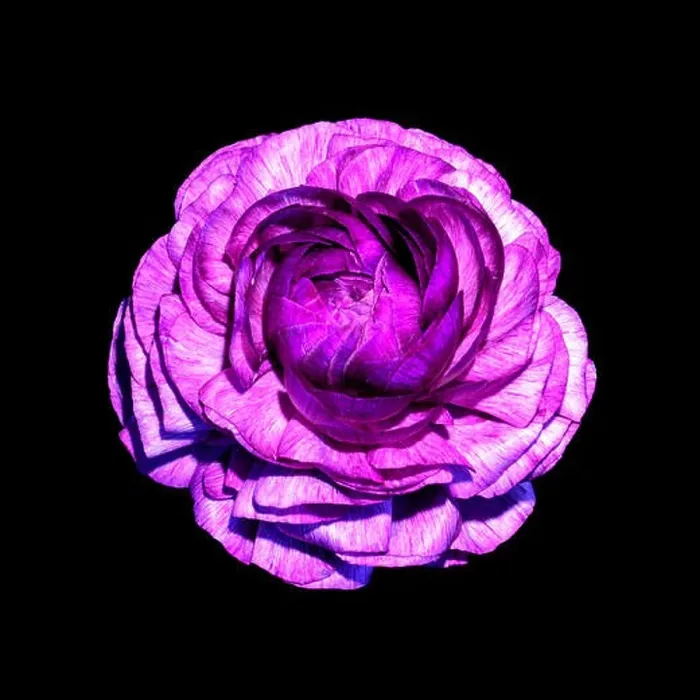 Framed Print : Detailed fine art still life color macro flower top view portrait of an isolated single purple blooming buttercup Framed Print : Detailed fine art still life color macro flower top view portrait of an isolated single purple blooming buttercup
