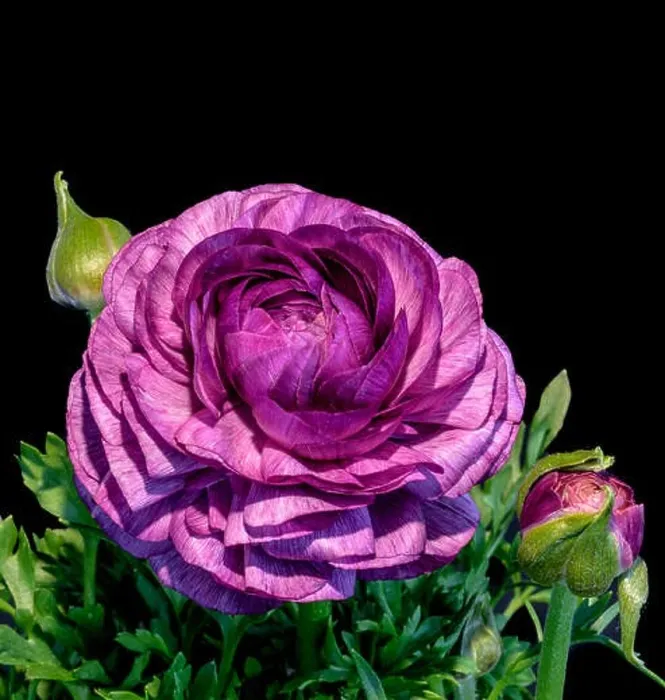 Framed Print : Detailed fine art still life color macro flower top view portrait of an isolated single purple blooming buttercup with Framed Print : Detailed fine art still life color macro flower top view portrait of an isolated single purple blooming buttercup with