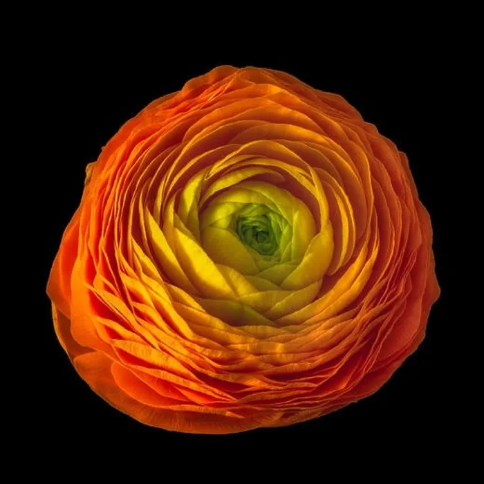 Framed Print : Detailed fine art still life color macro flower top view portrait of an isolated single red yellow green blooming Framed Print : Detailed fine art still life color macro flower top view portrait of an isolated single red yellow green blooming