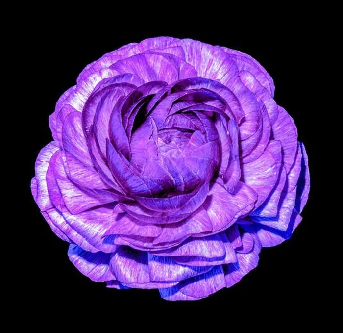 Framed Print : Detailed fine art still life color macro flower top view portrait of an isolated single violet blooming buttercup Framed Print : Detailed fine art still life color macro flower top view portrait of an isolated single violet blooming buttercup
