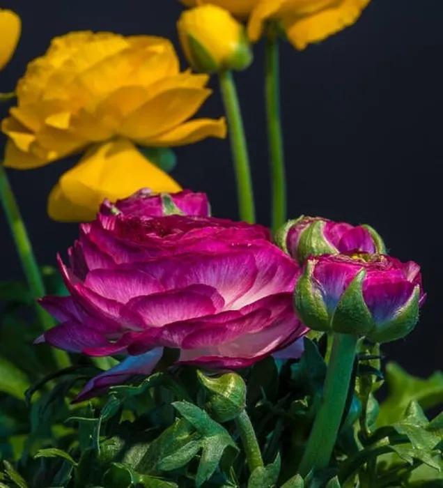 Framed Print : Detailed fine art still life color macro flower front view portrait of a purple Framed Print : Detailed fine art still life color macro flower front view portrait of a purple