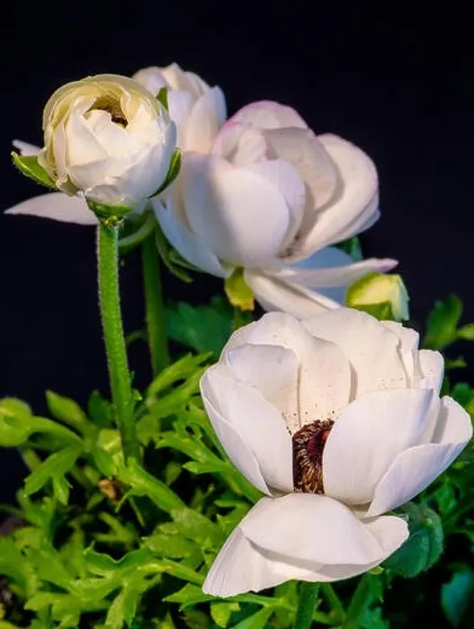 Framed Print : Detailed fine art still life color macro flower front view portrait of white blooming buttercups with buds Framed Print : Detailed fine art still life color macro flower front view portrait of white blooming buttercups with buds