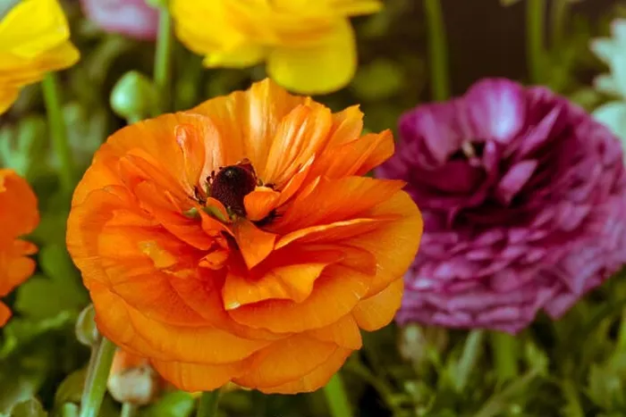 Framed Print : Detailed fine art still life color macro front view portrait of an orange blooming buttercup in a field of colorful Framed Print : Detailed fine art still life color macro front view portrait of an orange blooming buttercup in a field of colorful