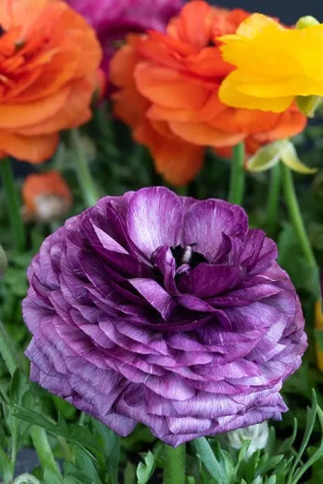 Framed Print : Detailed fine art still life color macro front view portrait of a violet blooming buttercup in a field of colorful Framed Print : Detailed fine art still life color macro front view portrait of a violet blooming buttercup in a field of colorful