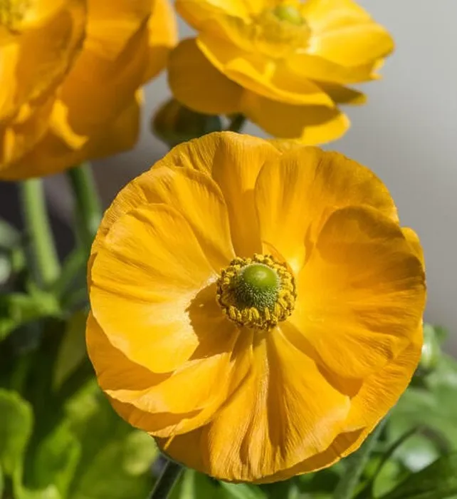Framed Print : Detailed fine art still life colorful seasonal macro front view portrait of yellow blooming buttercup blossoms with Framed Print : Detailed fine art still life colorful seasonal macro front view portrait of yellow blooming buttercup blossoms with