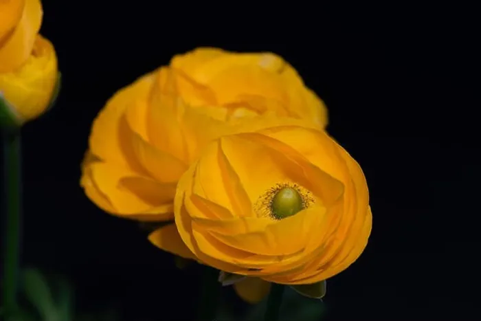 Framed Print : Detailed fine art still life colorful seasonal macro top view portrait of yellow blooming buttercup blossoms with Framed Print : Detailed fine art still life colorful seasonal macro top view portrait of yellow blooming buttercup blossoms with