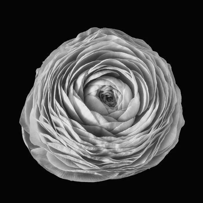 Framed Print : Detailed fine art still life monochrome macro flower top view portrait of an isolated single blooming buttercup blossom Framed Print : Detailed fine art still life monochrome macro flower top view portrait of an isolated single blooming buttercup blossom
